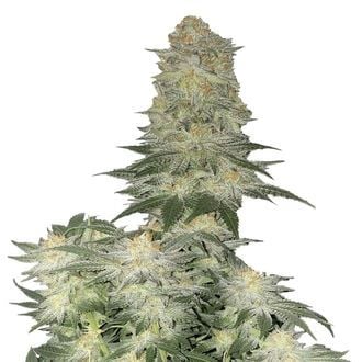 Wedding Cheesecake FF (FastBuds) feminisiert