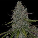 Strawberry Cough (Zamnesia Seeds) feminisiert