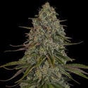 Strawberry Cough (Zamnesia Seeds) feminisiert