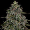 Strawberry Cough (Zamnesia Seeds) feminisiert