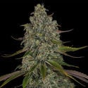 Strawberry Cough (Zamnesia Seeds) feminisiert