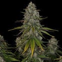 Strawberry Cough (Zamnesia Seeds) feminisiert