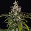 Black Orchid Automatic (Zamnesia Seeds) feminisiert