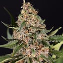 Black Orchid Automatic (Zamnesia Seeds) feminisiert