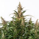 Black Orchid Automatic (Zamnesia Seeds) feminized