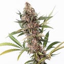 Black Orchid Automatic (Zamnesia Seeds) feminisiert