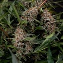 Black Orchid Automatic (Zamnesia Seeds) feminized