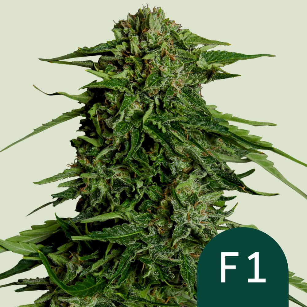 Epsilon F1 Auto  Royal Queen Seeds - Zamnesia