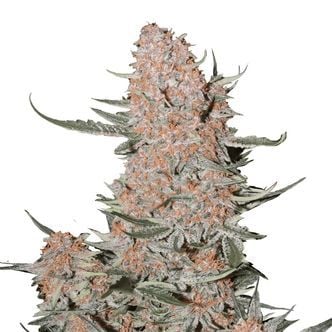 Ztrawberriez Auto (FastBuds) feminized