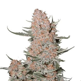 Ztrawberriez Auto (FastBuds) feminized