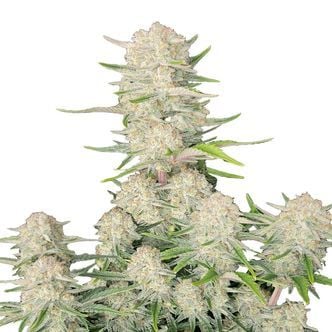 Apricot Auto (FastBuds) feminized