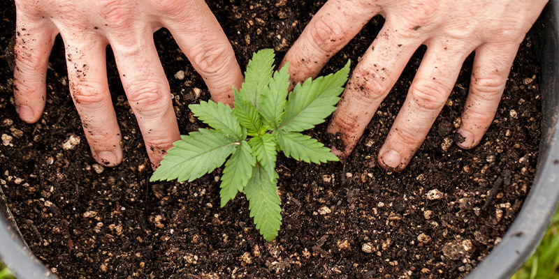 Baue noch heute außergewöhnliche autoflowering Cannabissorten an!