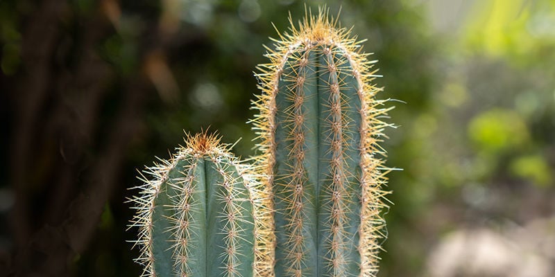 Die Nutzen des Anbaus des San-Pedro-Kaktus