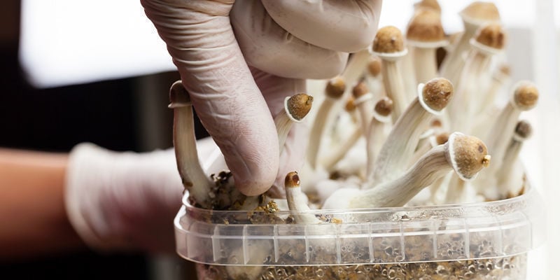 Außergewöhnliche Zauberpilze: Die 5 Besten Growkits Für Magic Mushrooms