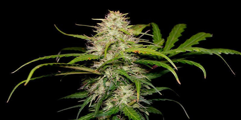 Green Love Potion von Samsara Seeds