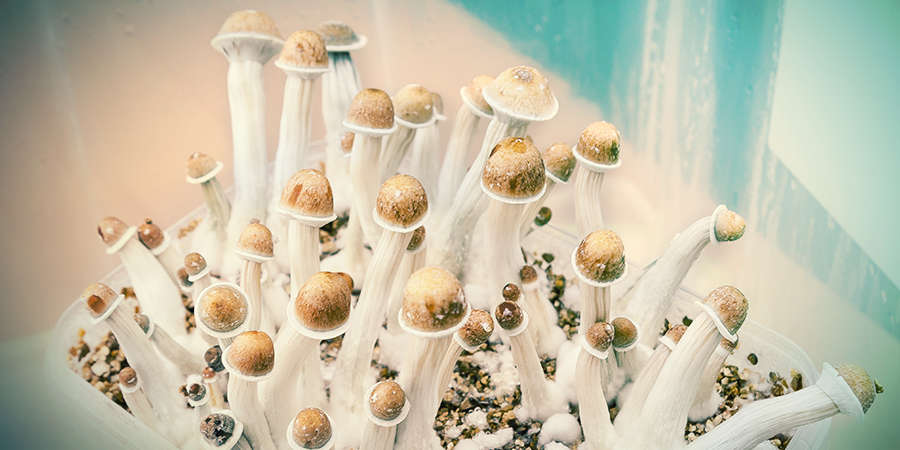 Finde Heraus, Wie Man Magic Mushrooms Erntet - Zamnesia Blog