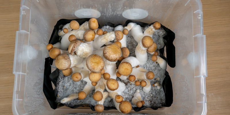 Warum Sollte Man Monotub-Tek Für Den Anbau Von Magic Mushrooms Verwenden?