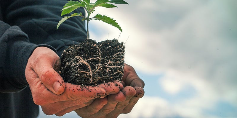 Air Pruning - Produktiver Cannabispflanzen 