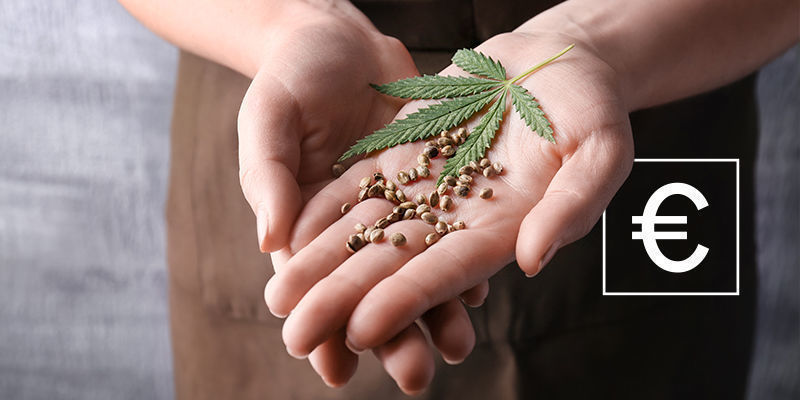 Wie Viel Kosten Cannabissamen?