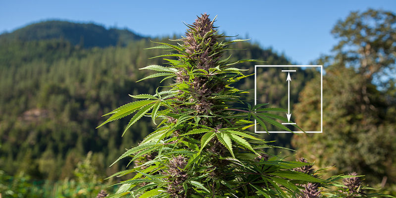 Welche Cannabispflanze War Die Jemals Am Höchsten Gemessene?