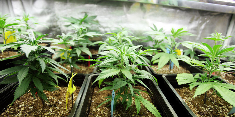 Kultivierung Eines Neuen Zeitalters Der Cannabisanbautechnologie