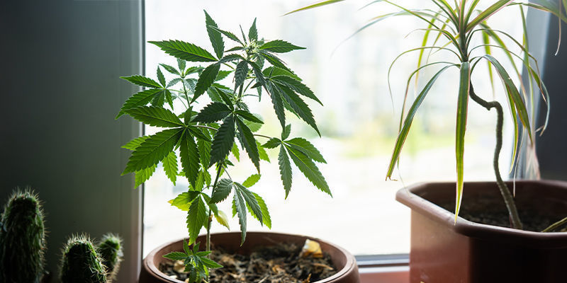 Warum Sollte Man Weed Auf Der Fensterbank Anbauen?