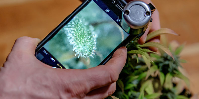 Was Genau Ist Eine THCA-Blüte?