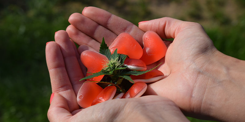 Wie Nutzt Man THCA Am Besten?