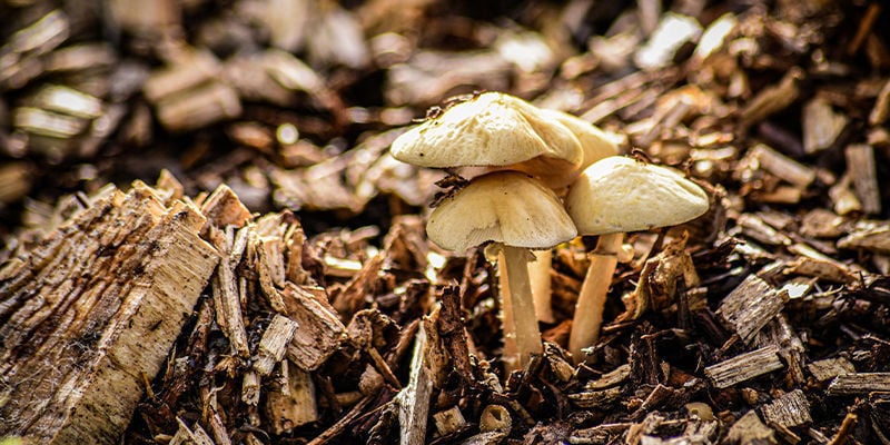 Gartenbeet Aus Holzspänen