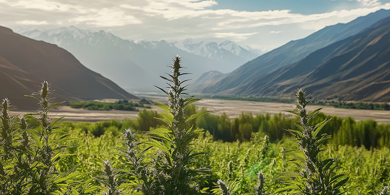 Die Geschichte Der Afghanischen Landrassensorten