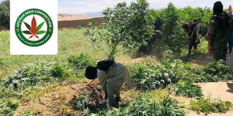 Die Einzigartige Geschichte Von Afghan Seed Connection