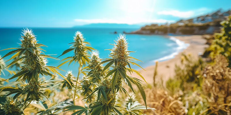 Cannabis am Meer anbauen: Das etwas andere Seegras!