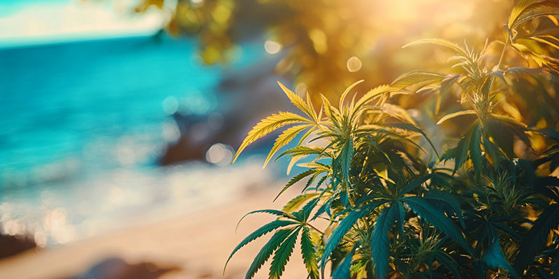 Cannabis am Meer anbauen: Was dich erwartet