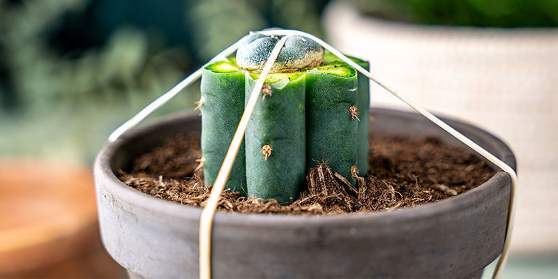 Wickle Gummibänder Vertikal Um Den Echinopsis Und Den Peyote, Um Sie Zu Fixieren Und Den Druck Aufrechtzuerhalten.