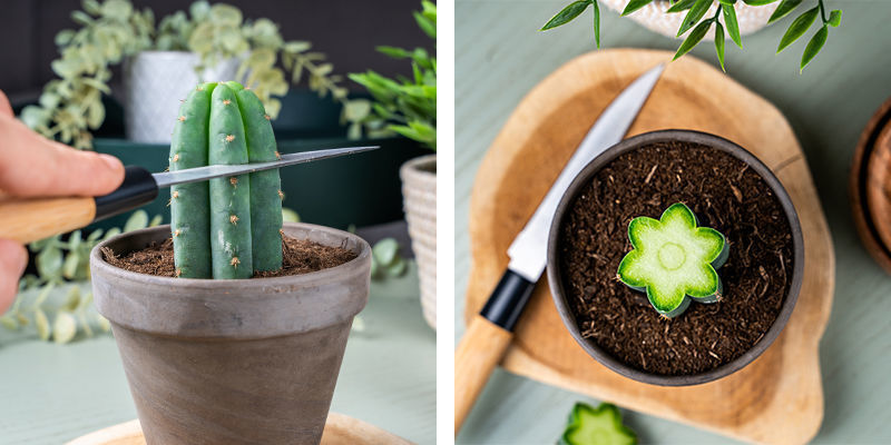 Entferne Mit Einem Sauberen Schnitt Ein Paar Zentimeter Von Der Oberseite Des Echinopsis.