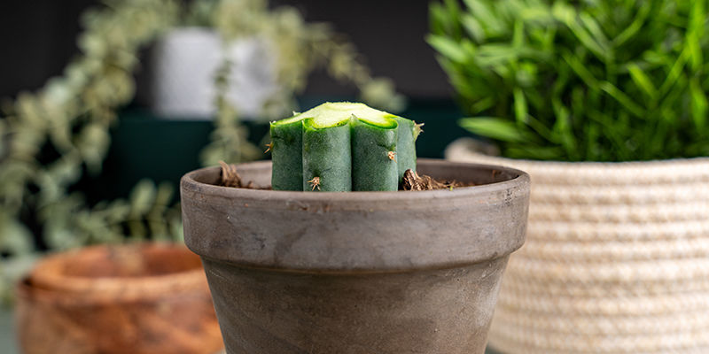 Schräge Die Oberseite Jeder Rippe Des Echinopsis Ab.