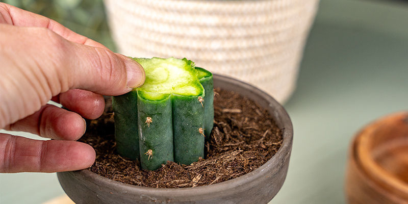 Nun Kannst Du Die Dünne Schutzscheibe Entfernen, Die Du Sowohl Vom Wurzelstock Des Echinopsis Als Auch Vom Peyote Abgeschnitten Hast.