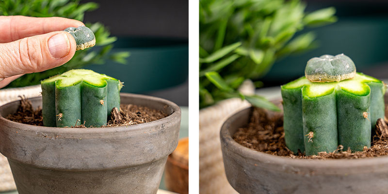 Presse Den Peyote Sanft Auf Die Oberseite Des Echinopsis, Um Jegliche Luft Zu Entfernen.