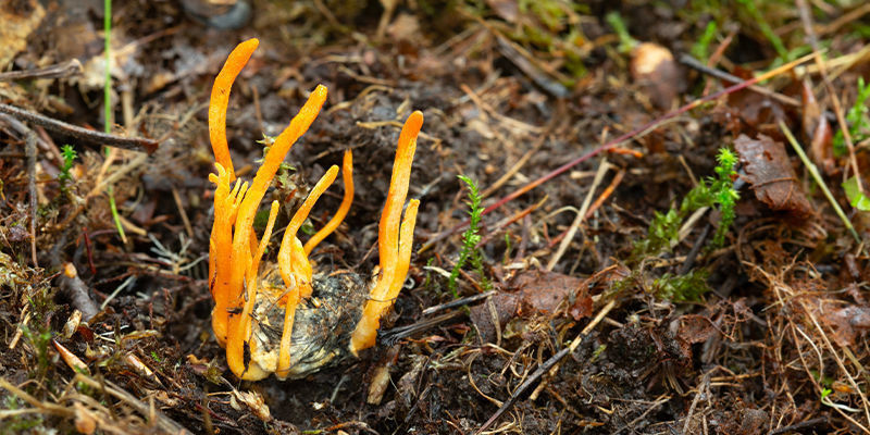 Cordyceps-Pilzzucht: Fehlerbehebung