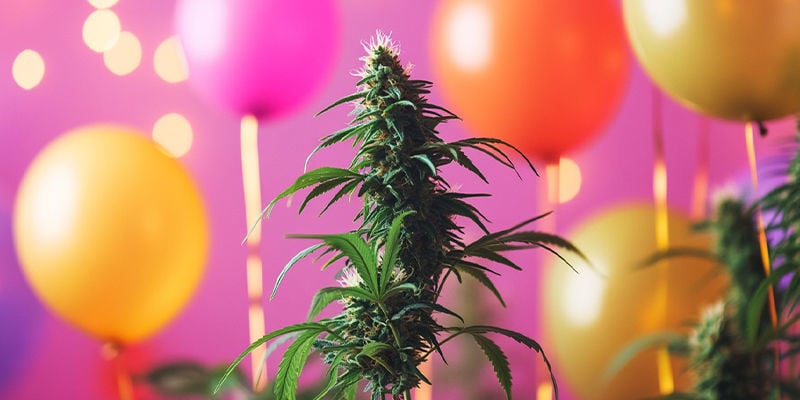 Eine Unvergessliche Cannabis-Fiesta