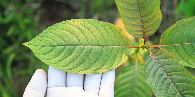 Die richtige Kratom-Sorte auswählen