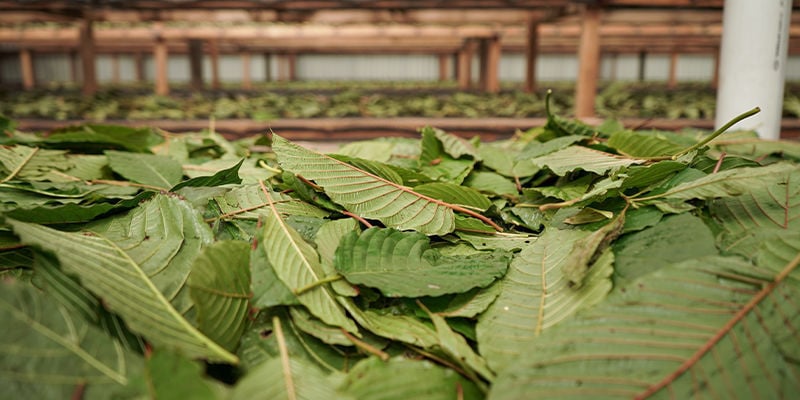 Was ist Kratom?