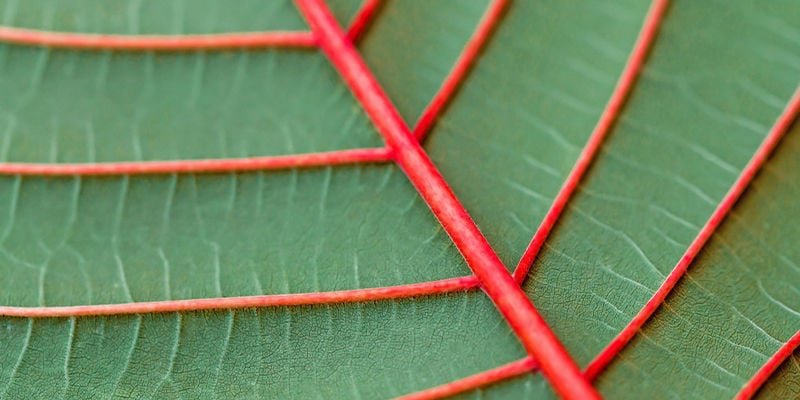 Wie viele Kratom-Farben gibt es?