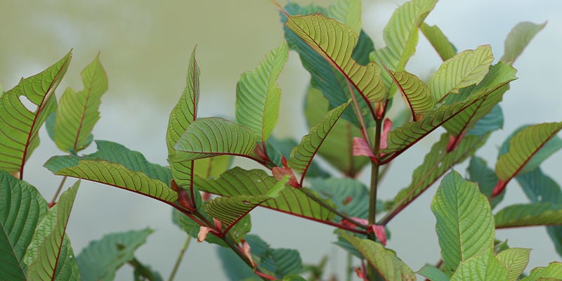 Kratom mit roter Ader