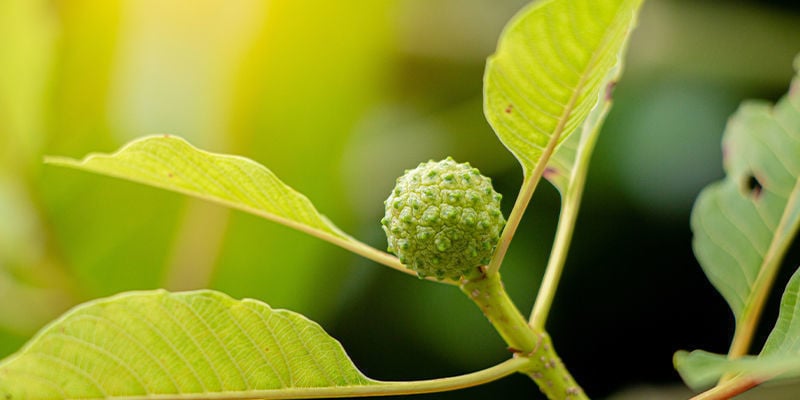 Kratom mit weißer Ader