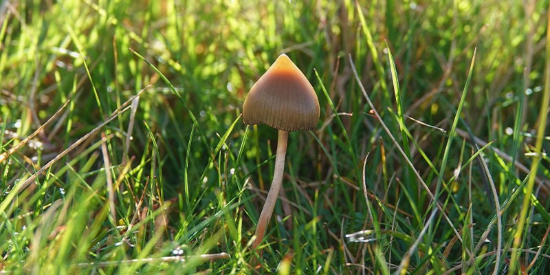 Psilocybe semilanceata (Spitzkegeliger Kahlkopf)