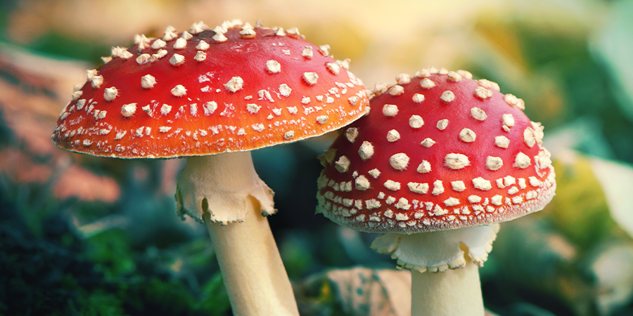 Was Ist Amanita Muscaria Zamnesia