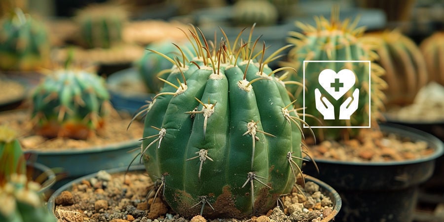 Wie Pflegt Man Einen Meskalin-Kaktus?