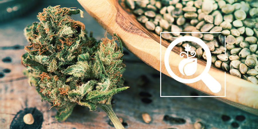 Wie erkennt man, ob man hochwertige Cannabis Samen hat?