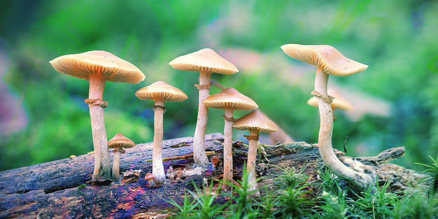 Magic Mushrooms Kaufen Zamnesia